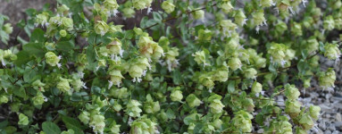 Wilder Oregano Öl (Origanum minutiflorum)